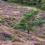 Naturgebiet Jens Jessens Sande