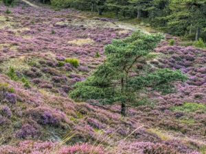 Naturgebiet Jens Jessens Sande