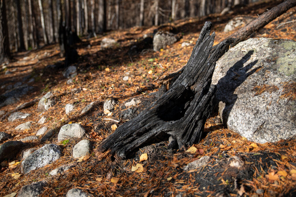 Bärenland Nationalpark