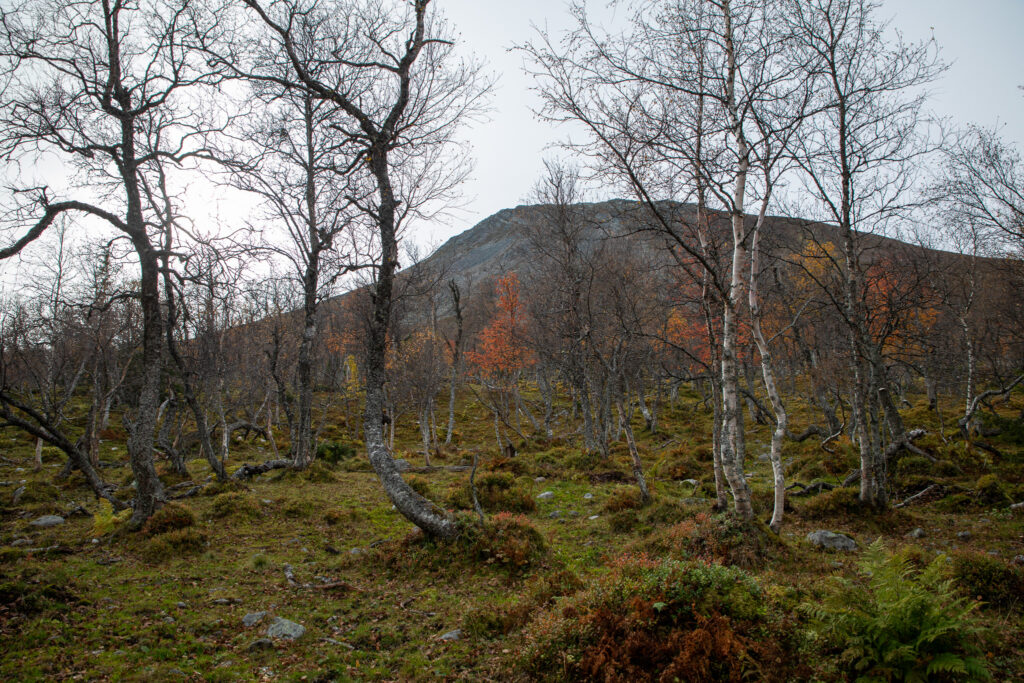 Ryvålsrundan