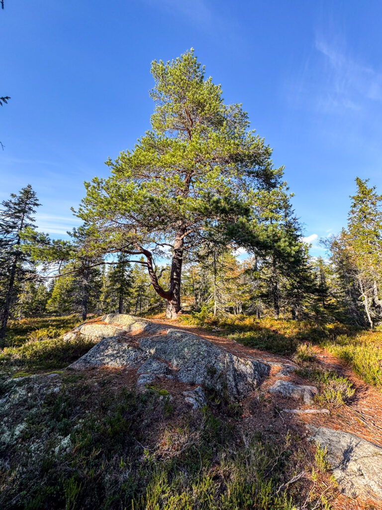 Wanderstrecke Nylandsruten