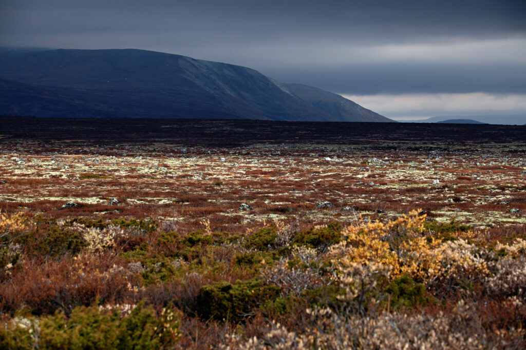 Snøheimvegen - Dovre-Plateau