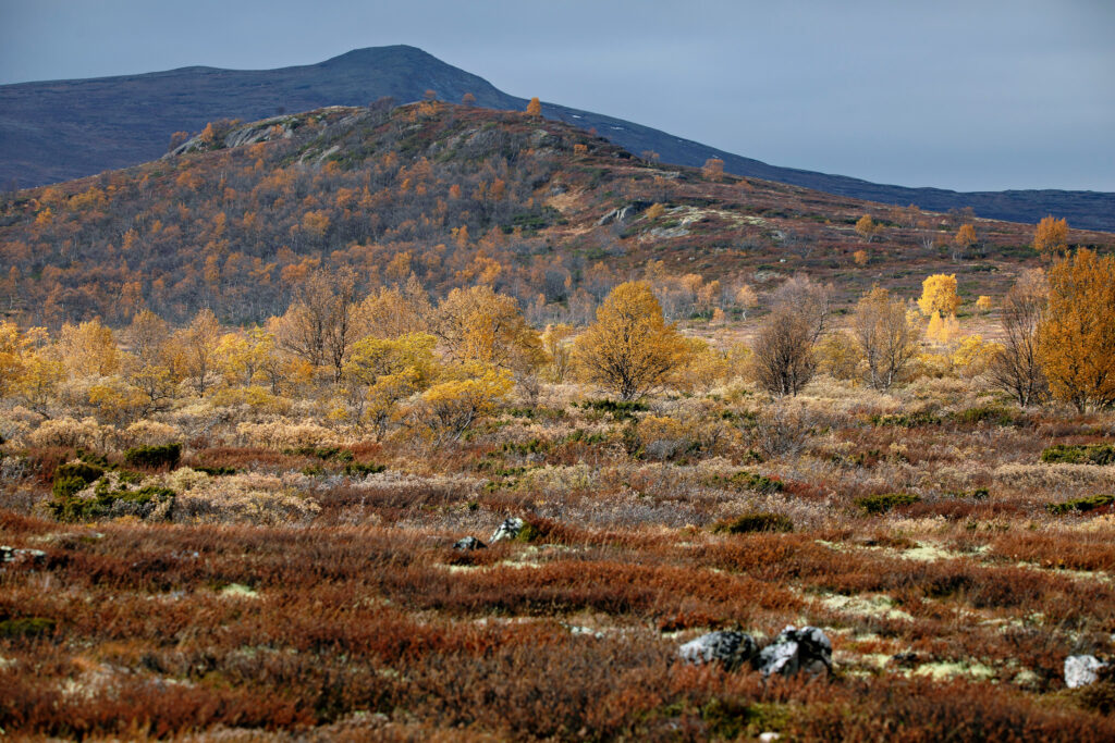 Snøheimvegen - Dovre-Plateau