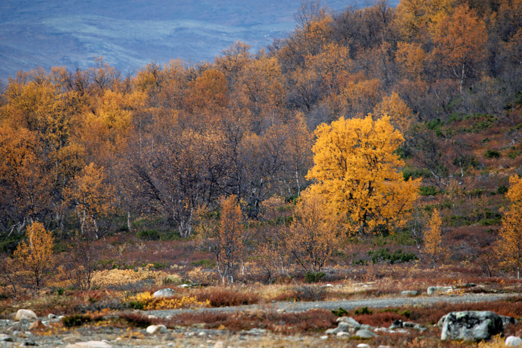 Snøheimvegen
