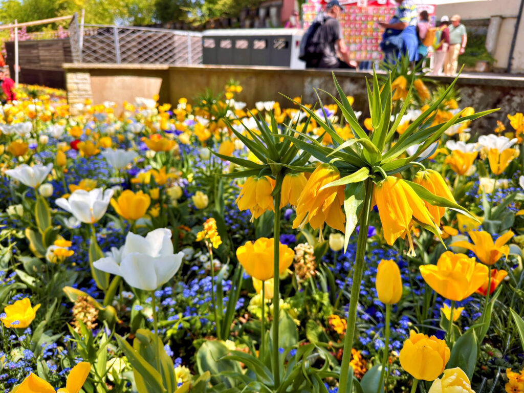 Tulpenpracht in Mainau