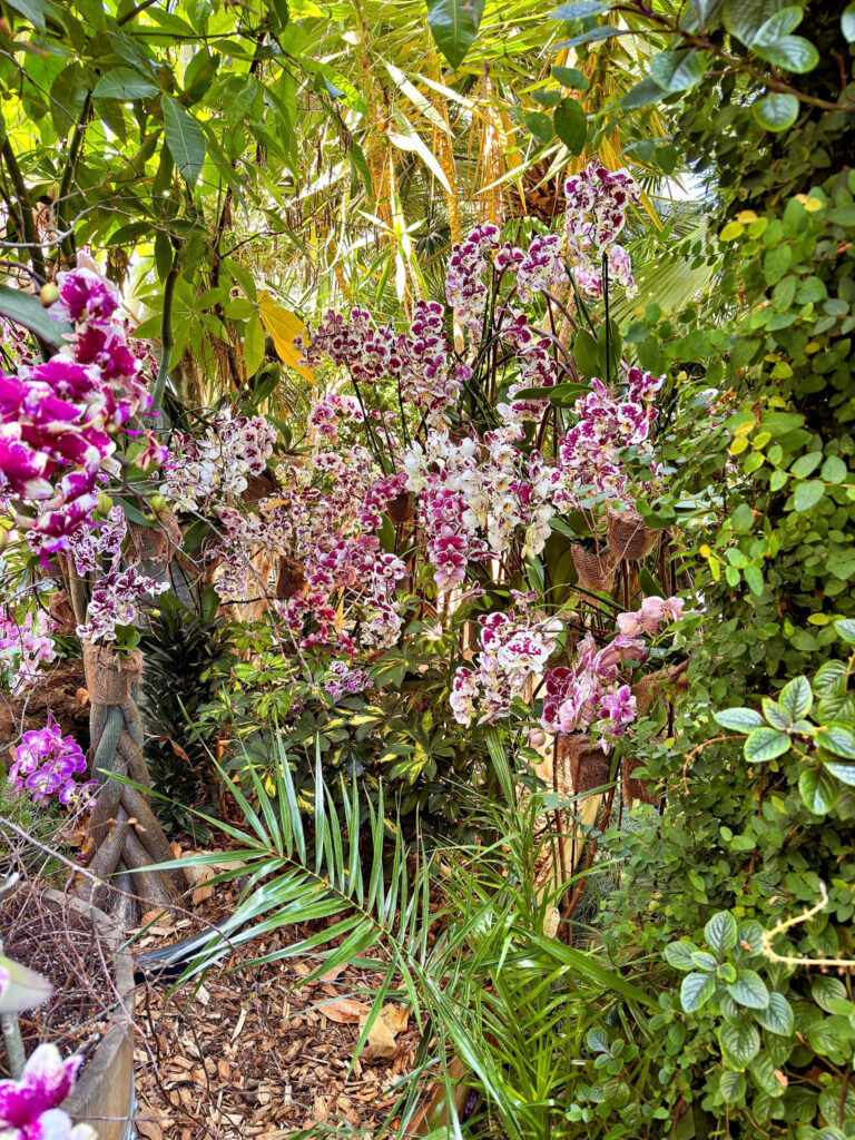 Orchideen