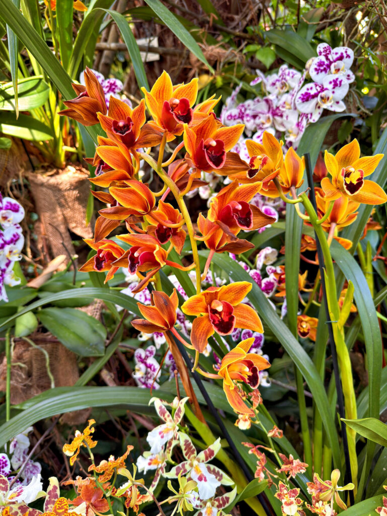 Orchideen