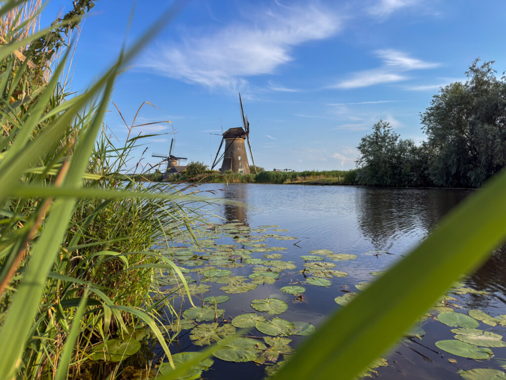 Kinderdijk meter hohes Schilf verdeckt oft die Aussicht