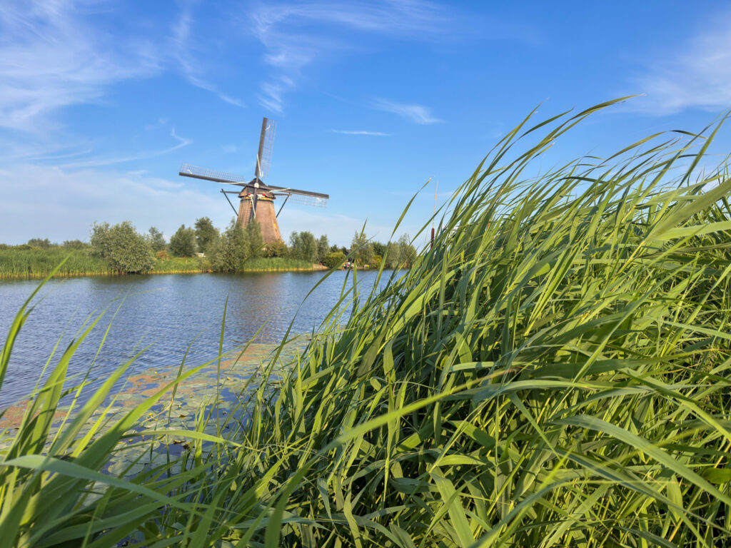 Kinderdijk meter hohes Schilf verdeckt oft die Aussicht